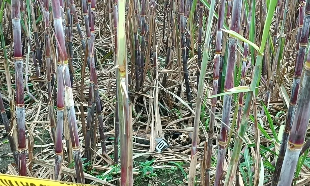 Kerangka Manusia Tanpa Busana di Kebun Tebu Gegerkan Warga Malang