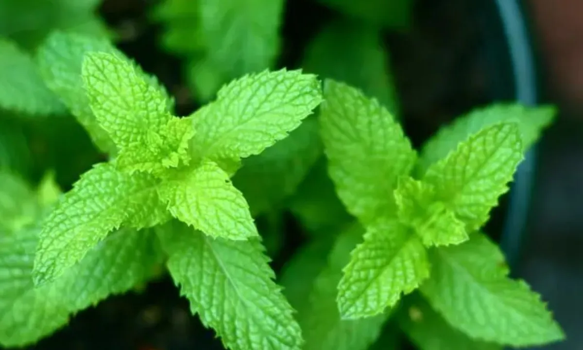 Khasiat Daun Herbal Ini untuk Melawan Diabetes