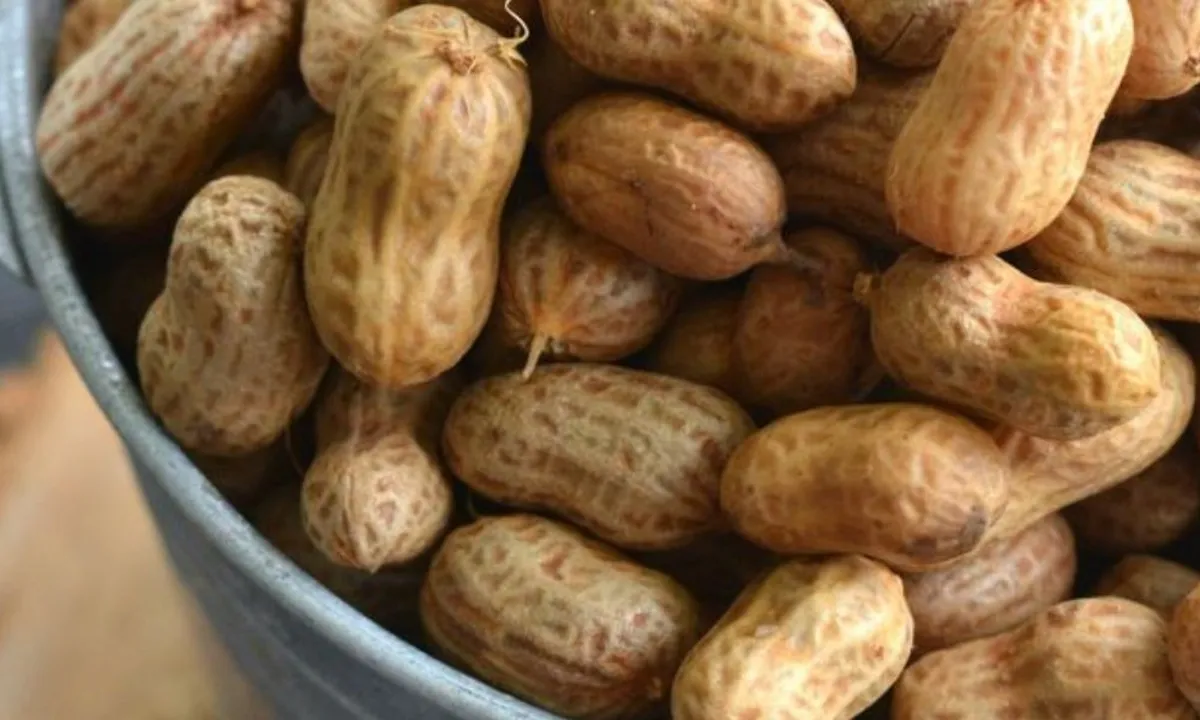 Kiat Merebus Kacang Tanah dalam 30 Menit