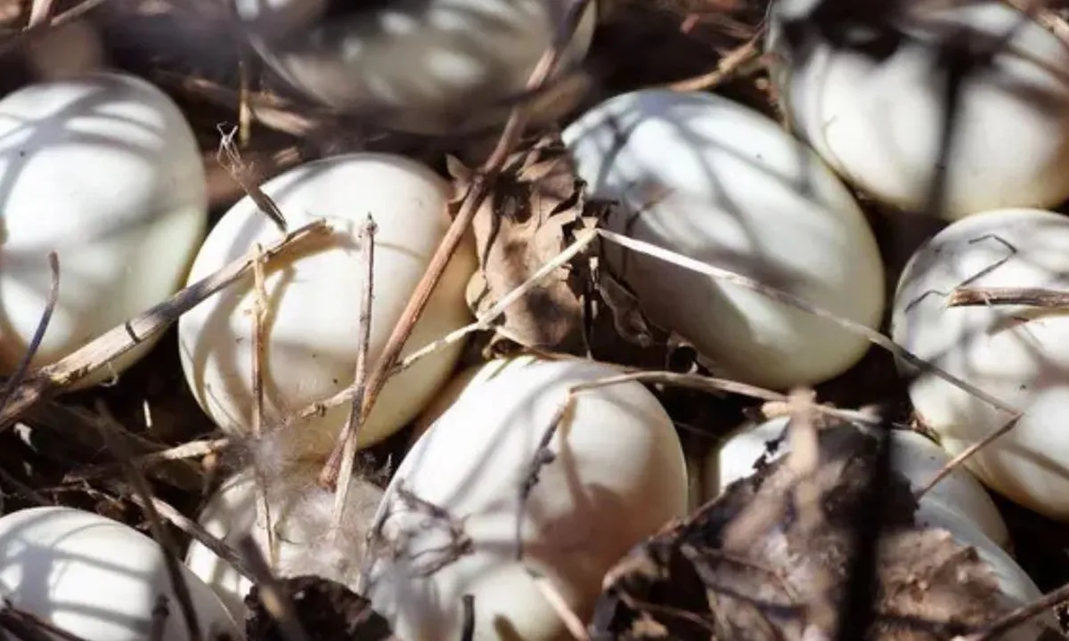 Kolesterol Telur Bebek Lebih Tinggi dari Telur Ayam? Simak Penjelasannya di Sini