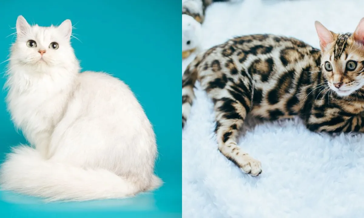 Kucing Termahal di Dunia, Ada yang Sampai Miliaran!