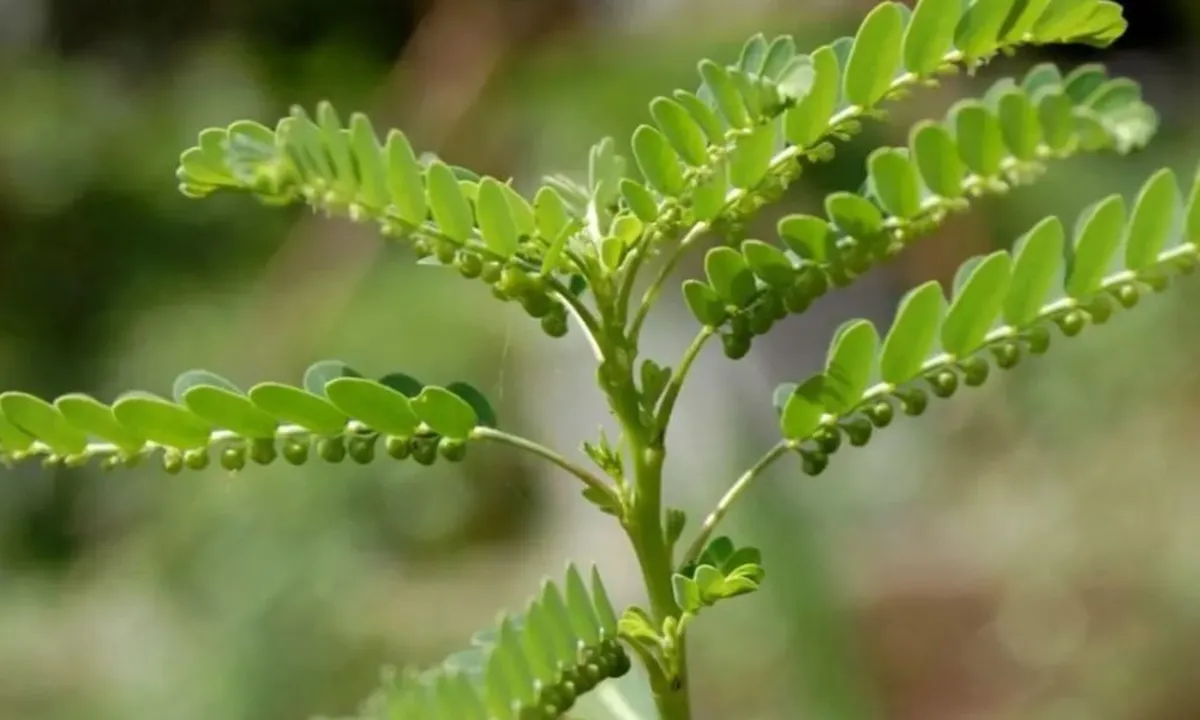 Langkah Mudah Merebus Daun Meniran untuk Atasi Asam Urat