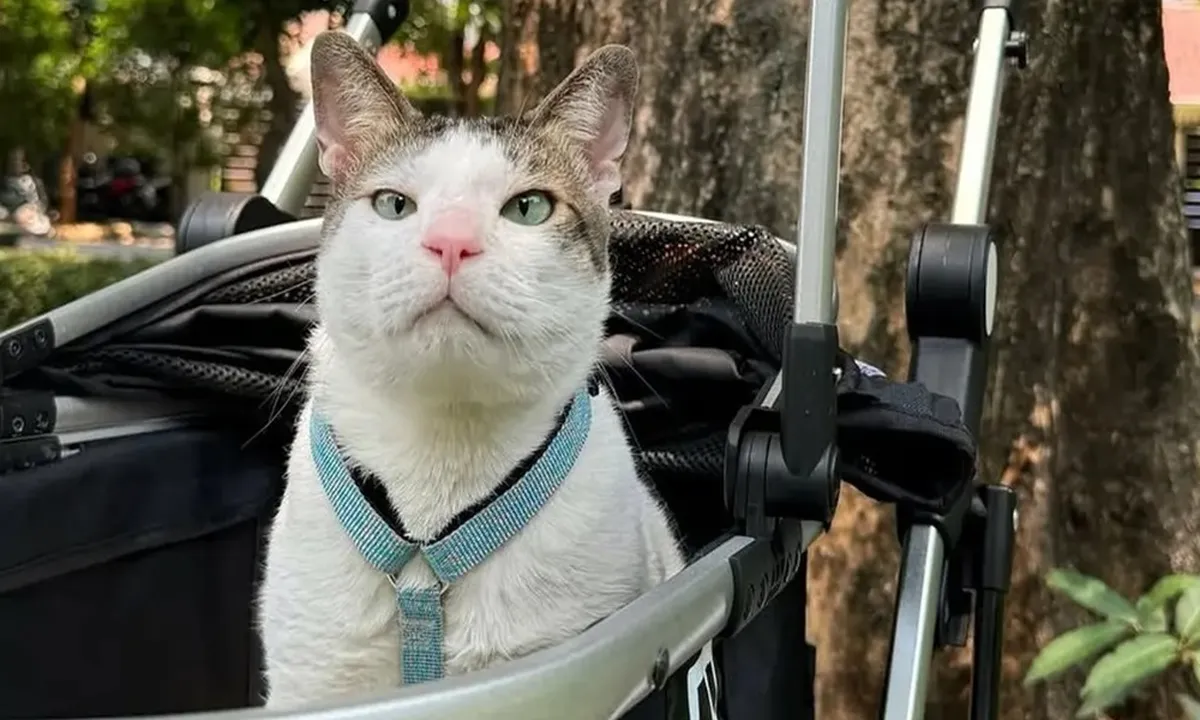 Lucu dan Menggemaskan, Ini Potret Bobby Kertanegara Kucing Presiden Prabowo