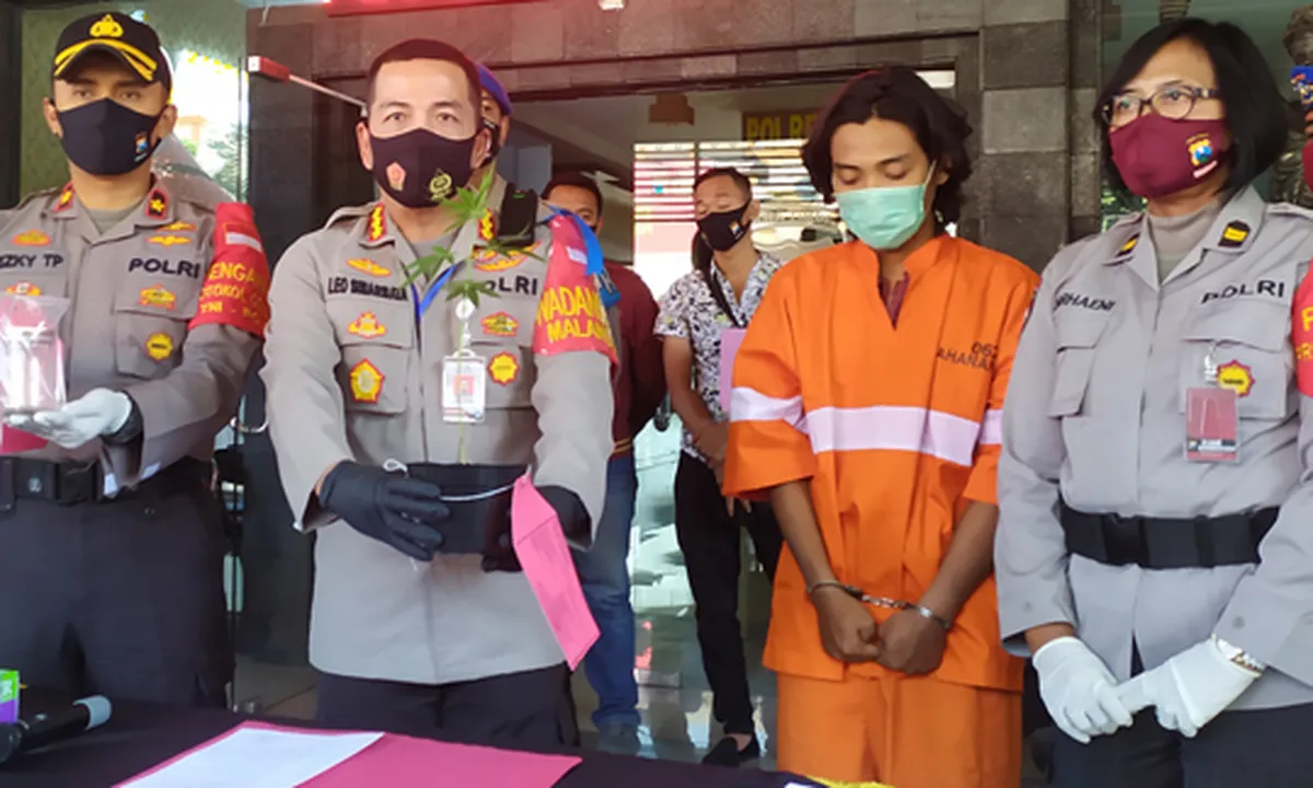 Mahasiswa di Malang Ditangkap Saat Jemur Pohon Ganja di Indekos