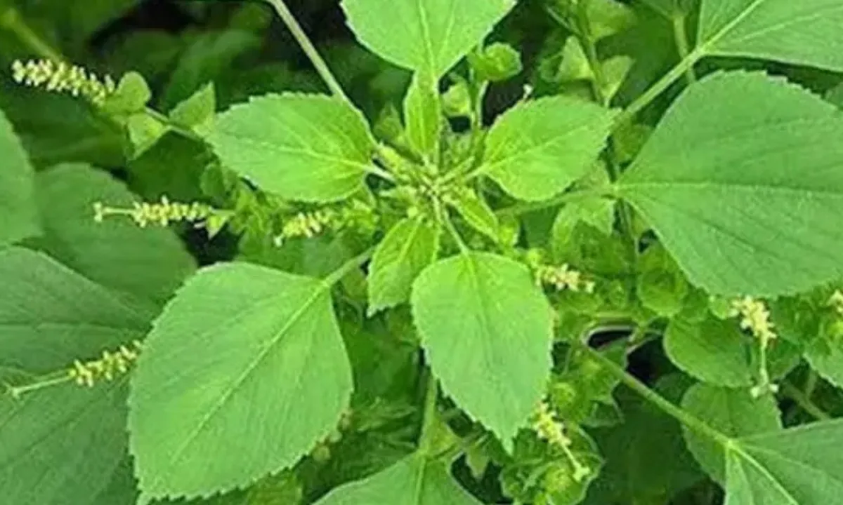 Manfaat Daun Anting-Anting untuk Asam Urat Tinggi dan Cara Pemakaiannya