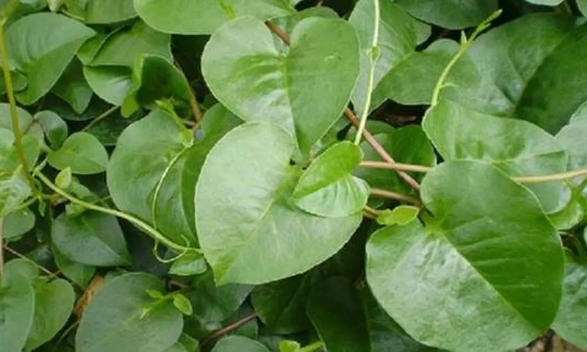Manfaat Daun Binahong untuk Kecantikan, Bisa Mengobati Jerawat