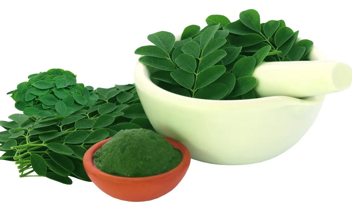 Manfaat Daun Kelor, Rahasia Tersembunyi untuk Kesehatan Jantung dan Kolesterol yang Optimal!