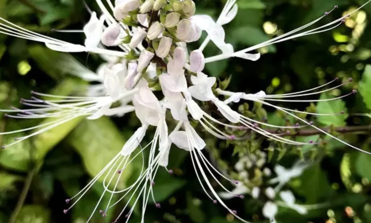 Manfaat Kumis Kucing, Herbal Populer yang Membantu Kontrol Gula Darah