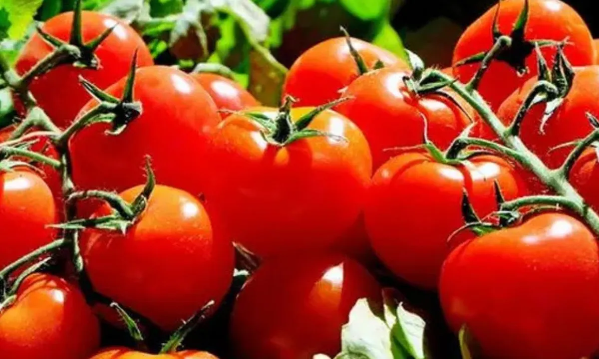 Manfaat Luar Biasa dari Sayur Tomat, Rahasia Alami Menurunkan Kolesterol