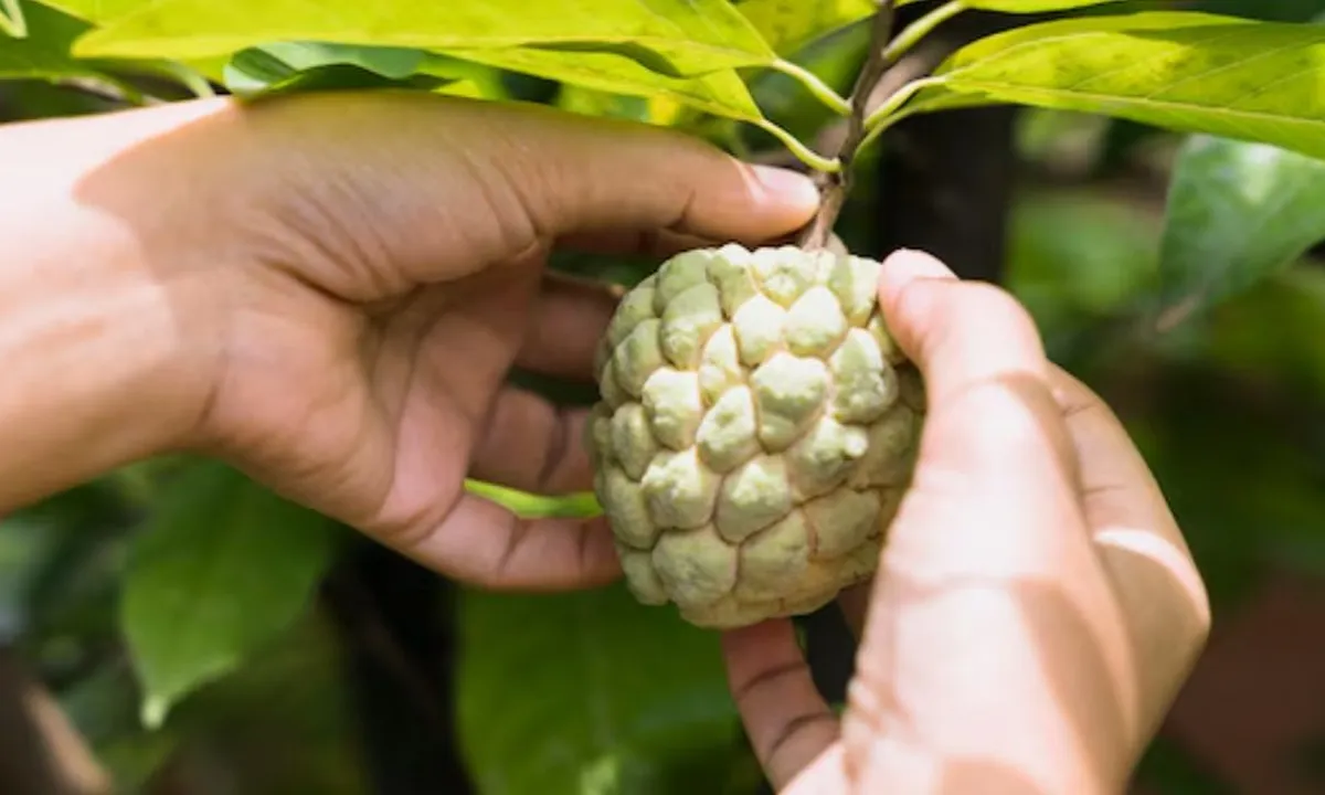 Manfaat Mengkudu yang Menakjubkan, Solusi Alami bagi Kesehatan