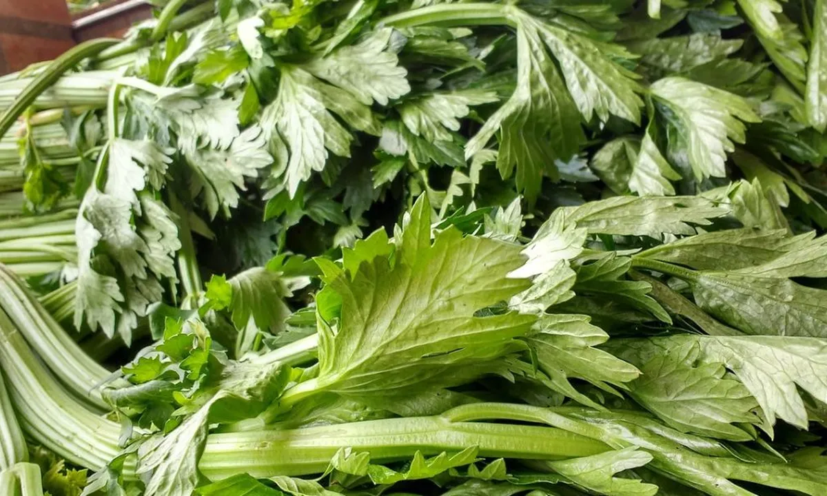 Manfaat Merebus Daun Seledri untuk Darah Tinggi, Cara Tepat Agar Hasilnya Maksimal