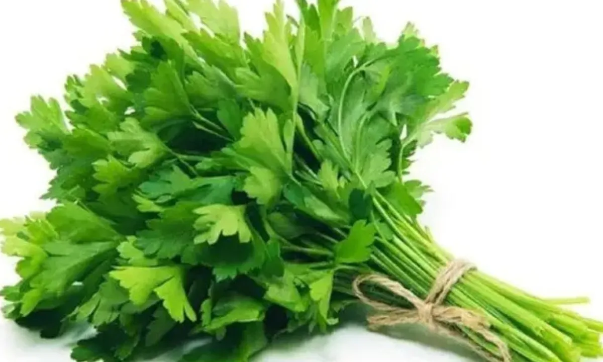 Manfaat Sehat Daun Seledri, Resep Praktis Turunkan Kolesterol dan Atasi Darah Tinggi