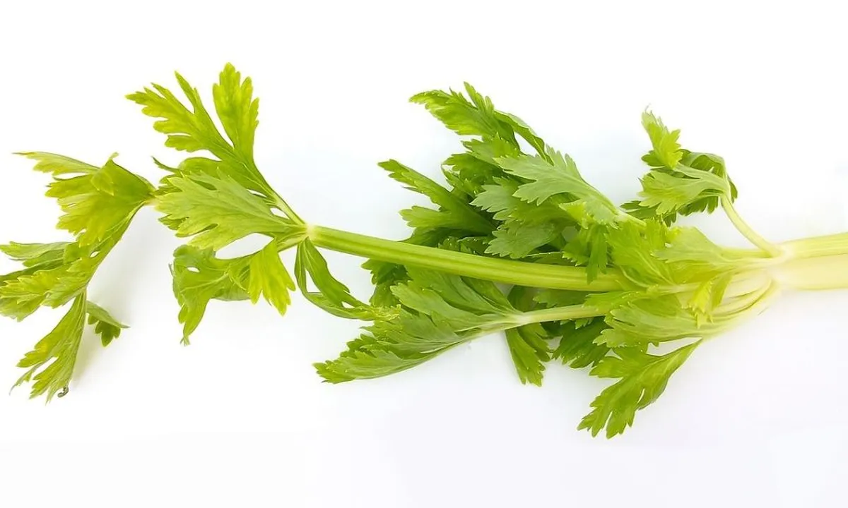 Mengenal Daun Herbal yang Ampuh Turunkan Darah Tinggi, Bisa Ditanam di Halaman Rumah!