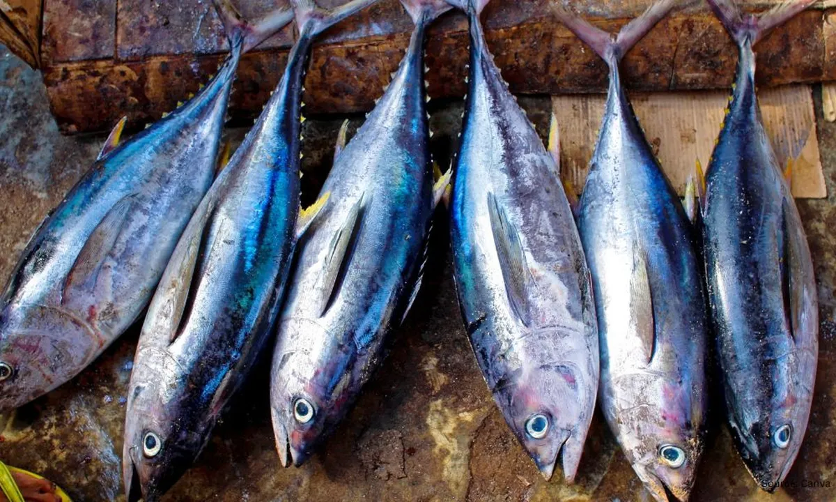 Menghapus Lendir Ikan dengan Tepung Terigu Tanpa Perlu Jeruk Nipis