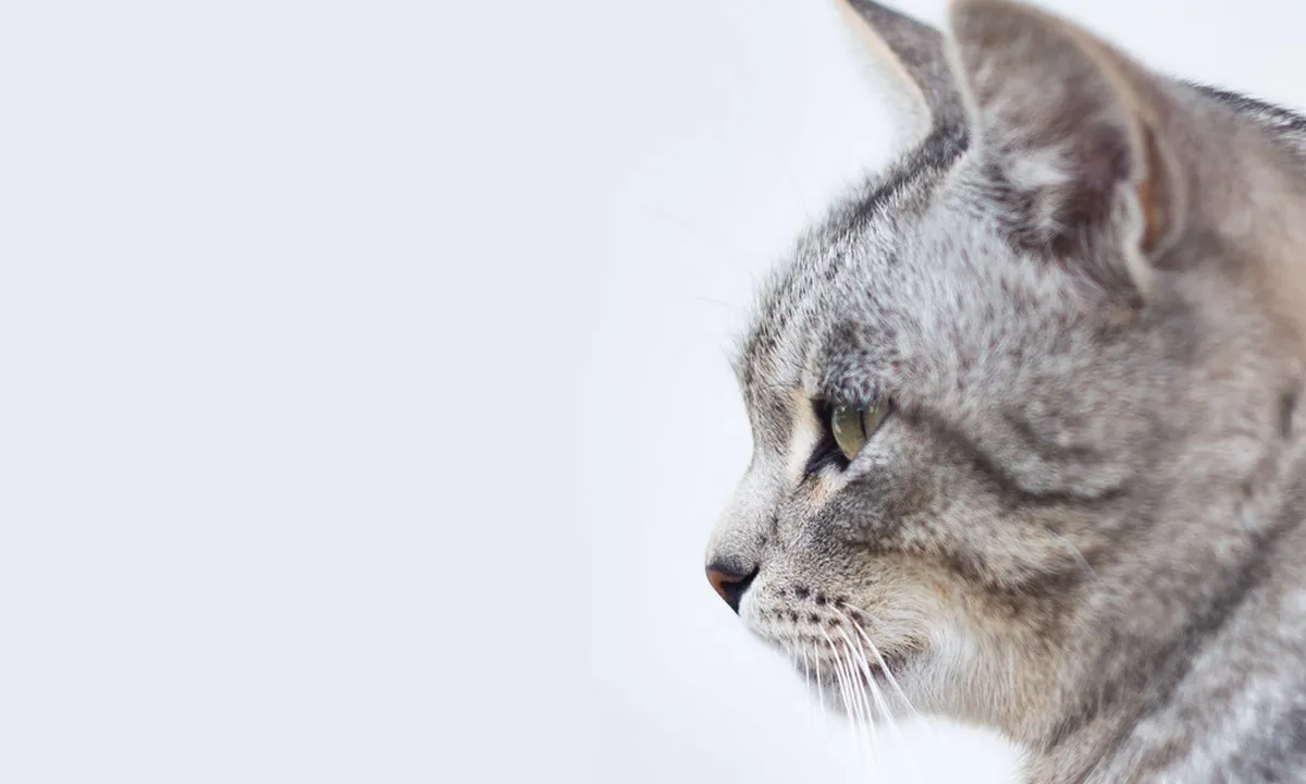 Mitos Menabrak Kucing Menurut Primbon Jawa, Sering Dianggap Pertanda Buruk
