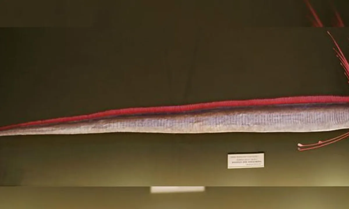 Muncul Oarfish, Ikan Laut Dalam di Jepang, Peringatan Alam Akan Timbul Bencana?