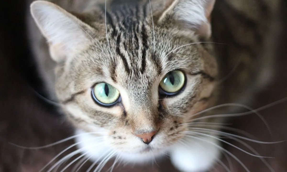 Penjelasan Mitos Primbon Jawa Ari-Ari Kucing yang Dipercaya - Menurut Alamiah