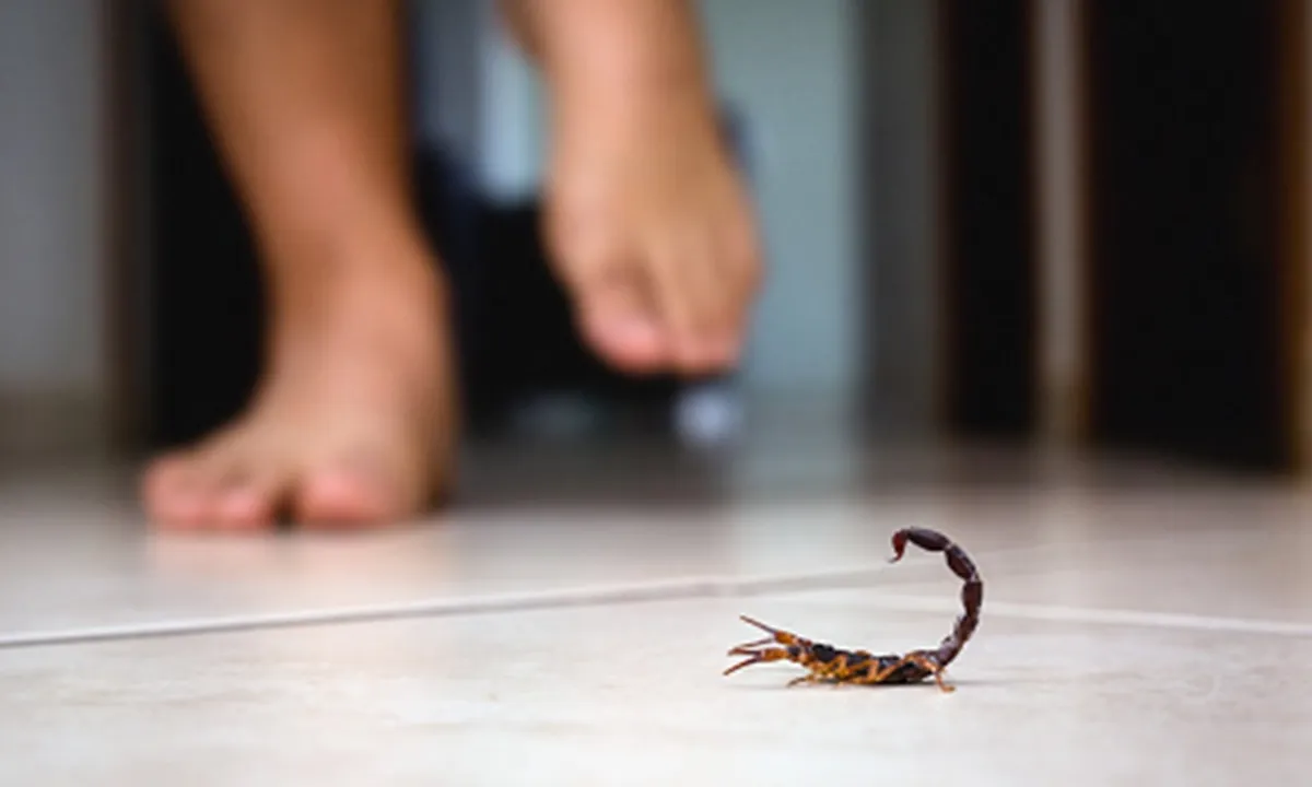 Penjelasan Primbon Kalajengking Masuk Rumah, Hati-hati Perlu Diwaspadai
