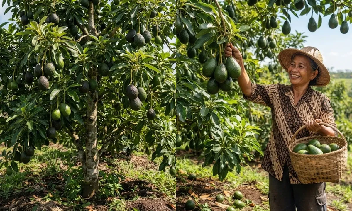 Penyebab Pohon Alpukat Berbunga tapi Buahnya Rontok