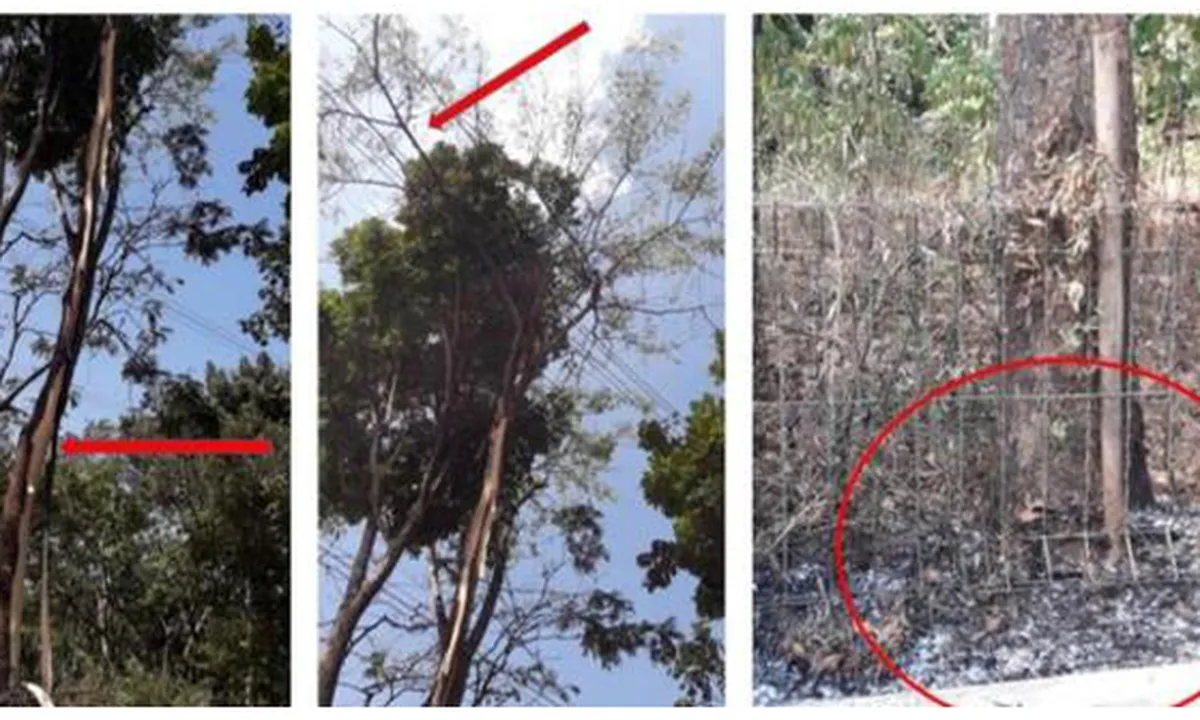 Pohon Sengon, Tersangka Utama Penyebab Mati Lampu Massal di Jabodetabek