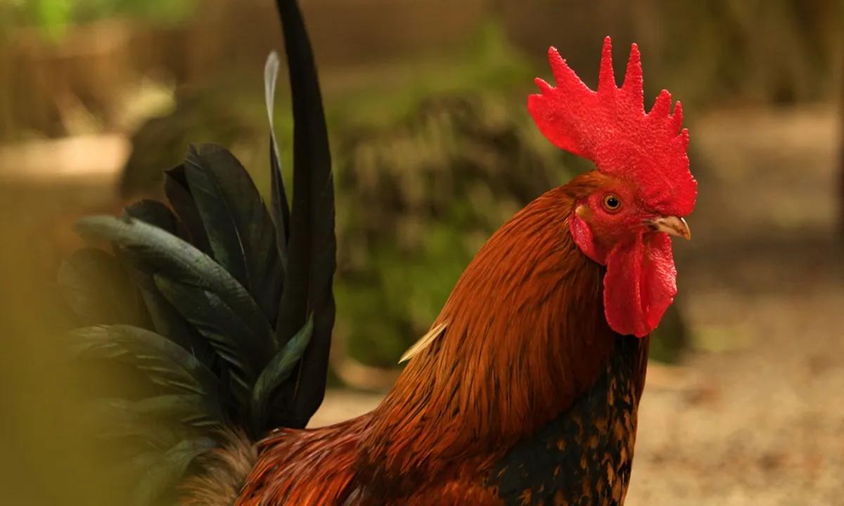 Primbon Ayam Aduan Lengkap Menurut Warna Bulu dan Hitungan Hari
