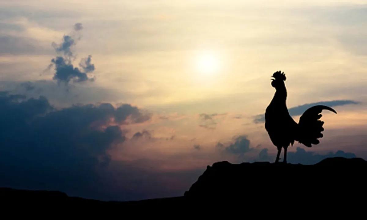 Primbon Ayam Berkokok di Malam Hari, Jangan Disepelakan - Bisa Jadi Sebuah Pertanda!