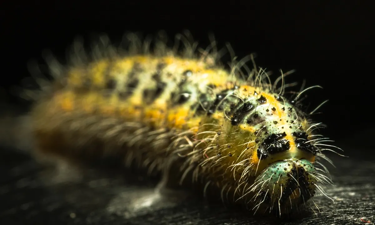 Primbon Ulat Bulu Masuk Rumah yang Terjadi dalam Mimpi, Waspada Ada Pertanda Buruknya