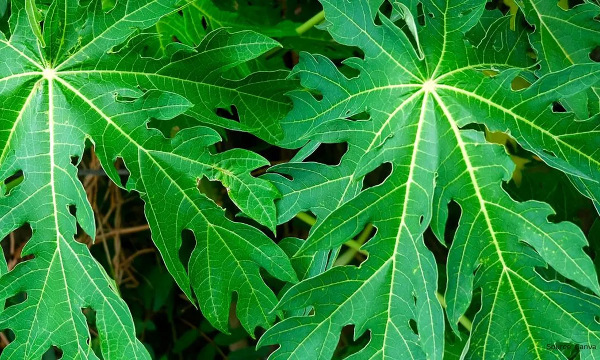 Rahasia Ampuh Menghilangkan Rasa Pahit Daun Pepaya Tanpa Repot
