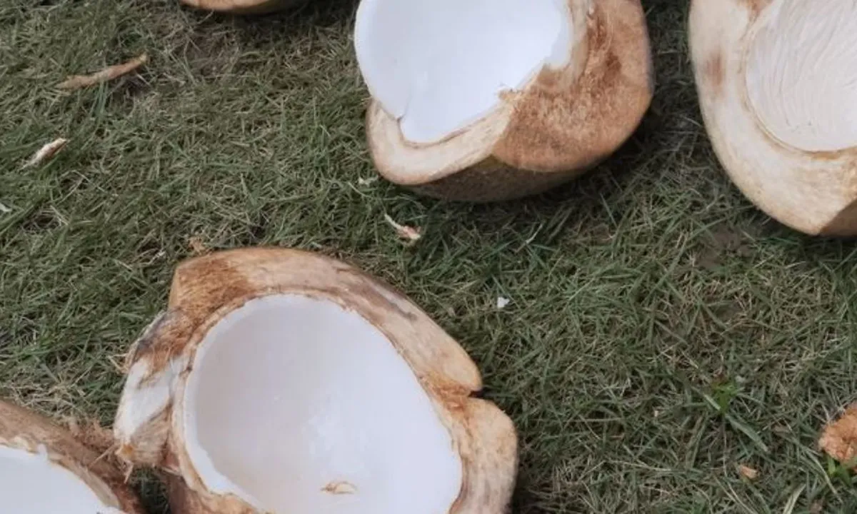 Rahasia Ampuh Menyimpan Kelapa Kupas Agar Tetap Segar Selama 1 Bulan!
