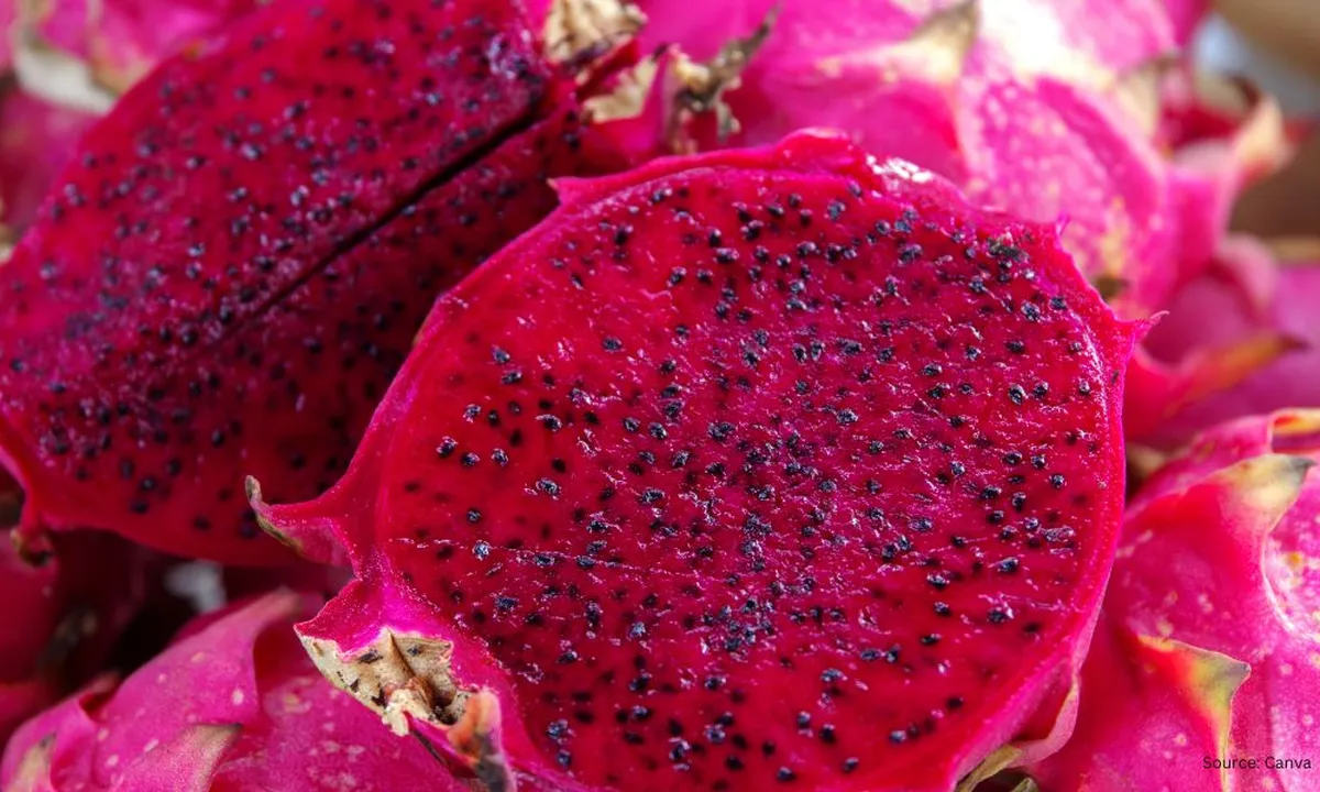 Rahasia Buah Naga Manis dan Segar, Simak Tips dari Ahlinya