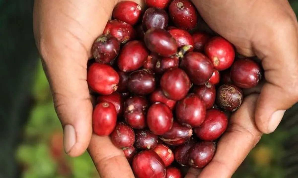 Rahasia Kopi dalam Mengurangi Risiko Asam Urat