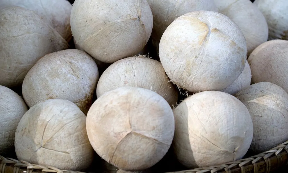 Rahasia Menyimpan Kelapa Kupas Tahan Sebulan Tanpa Takut Tengik