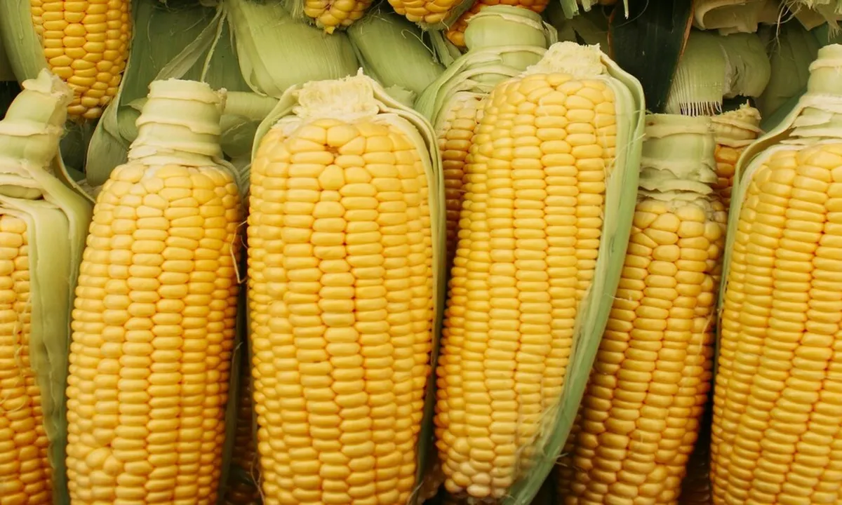 Rahasia Merebus Jagung agar Empuk dan Tetap Manis, Bisa Dicoba di Rumah