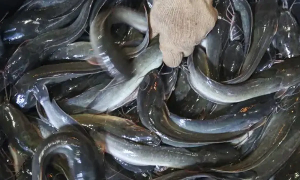 Rahasia Praktis: Mengolah Ikan Lele Tanpa Amis dan Lendir dengan Mudah