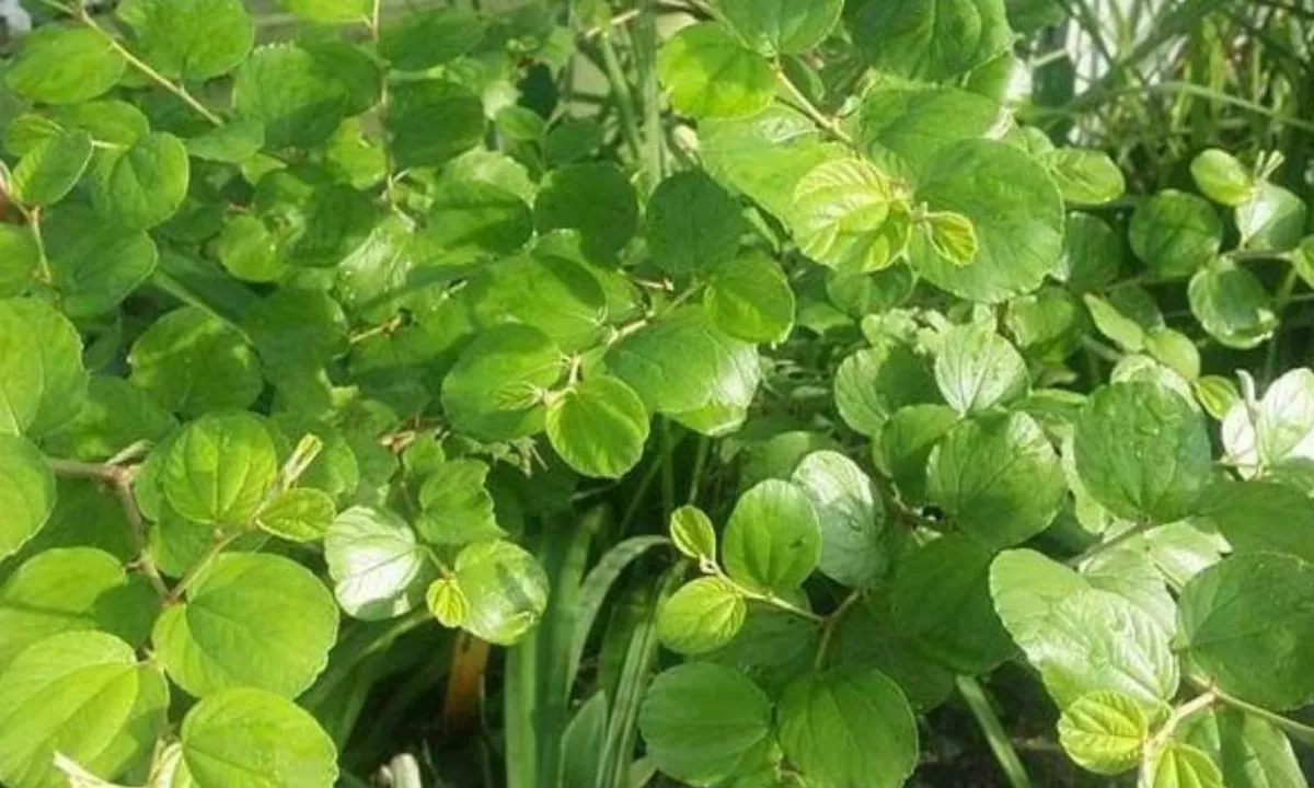 Rahasia Sehat: Merebus Daun Bidara untuk Menurunkan Kolesterol dan Meredakan Depresi!