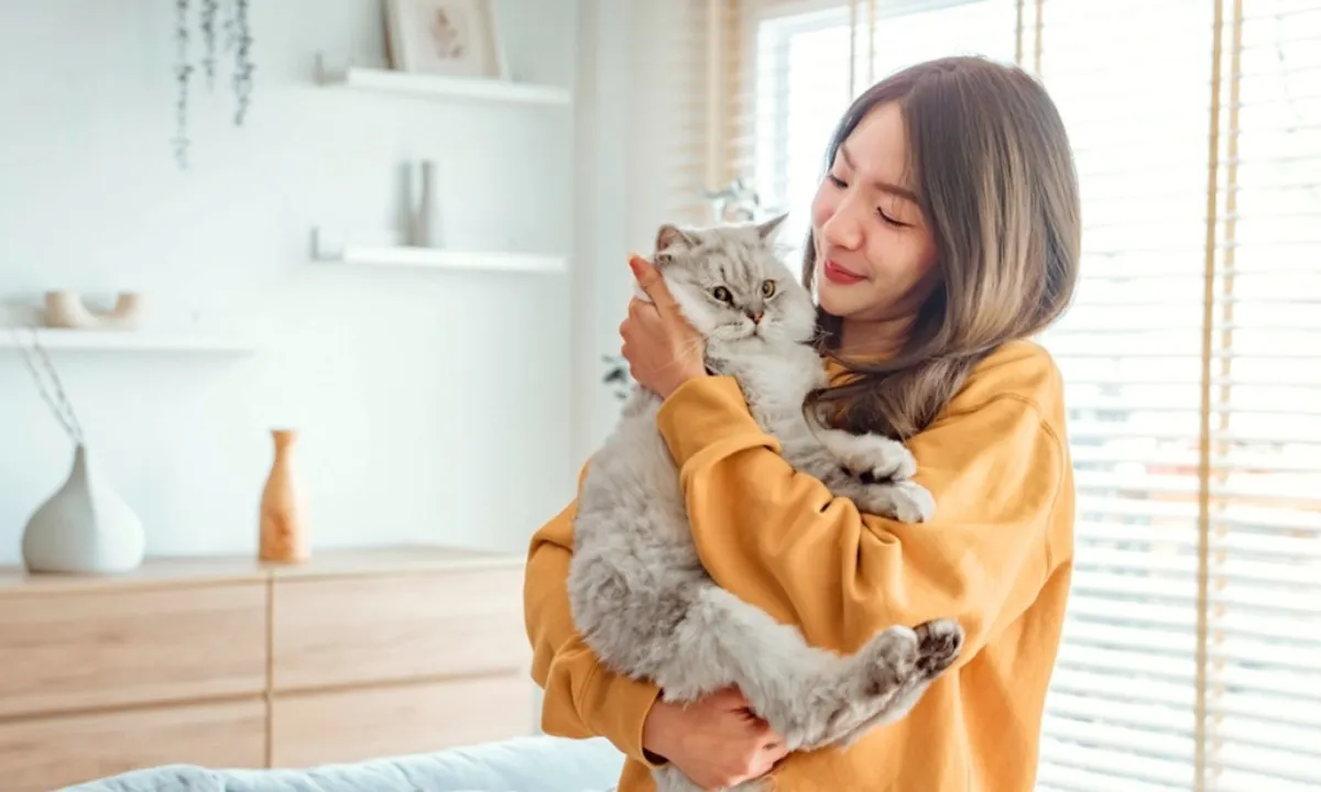 Rekomendasi Makanan Kucing yang Cocok Buat Anabulmu