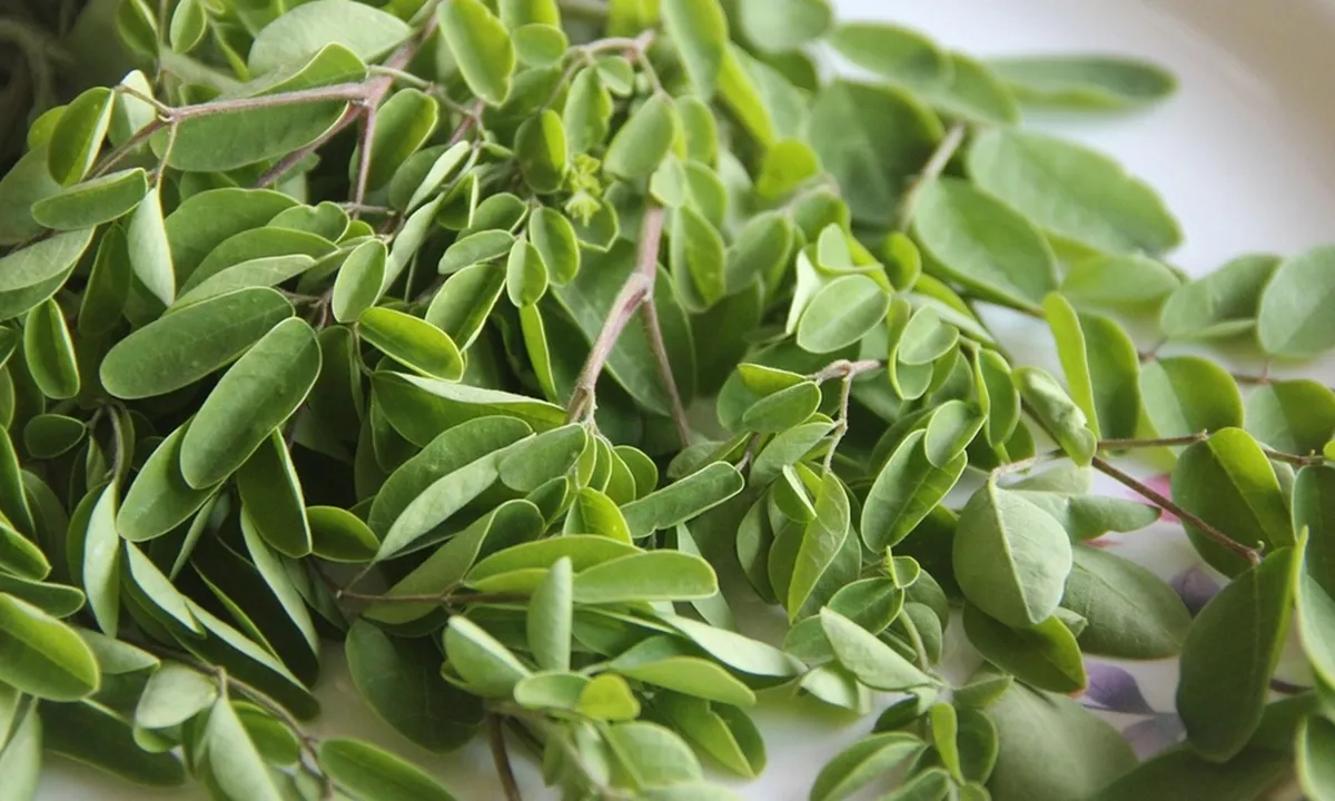 Resep Sayur Daun Kelor yang Praktis dan Cocok untuk Menu Sehari-hari