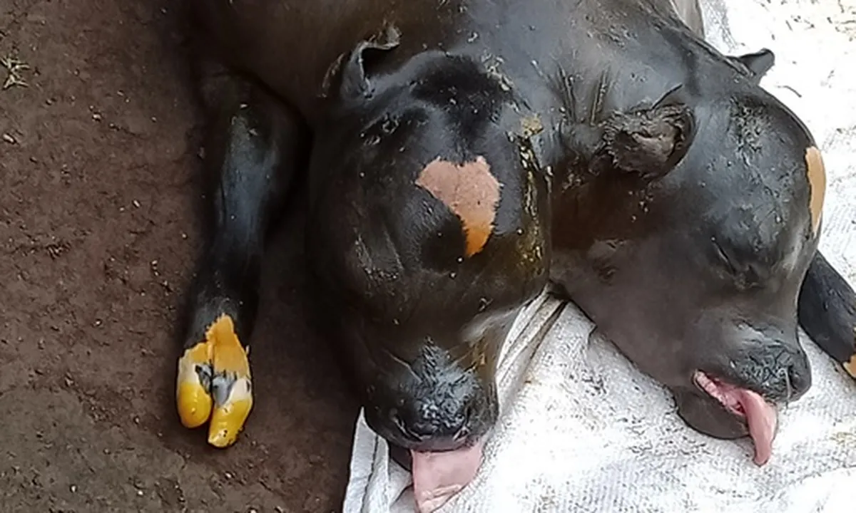 Tak Biasa, Seekor Sapi di Malang Terlahir Dengan Dua Kepala