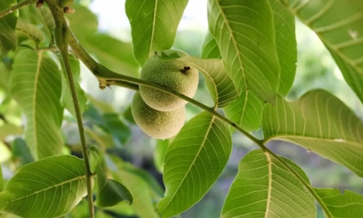 Tak Hanya Mengatasi Diare, Ini 8 Manfaat Daun Jambu Biji Bagi Kesehatan