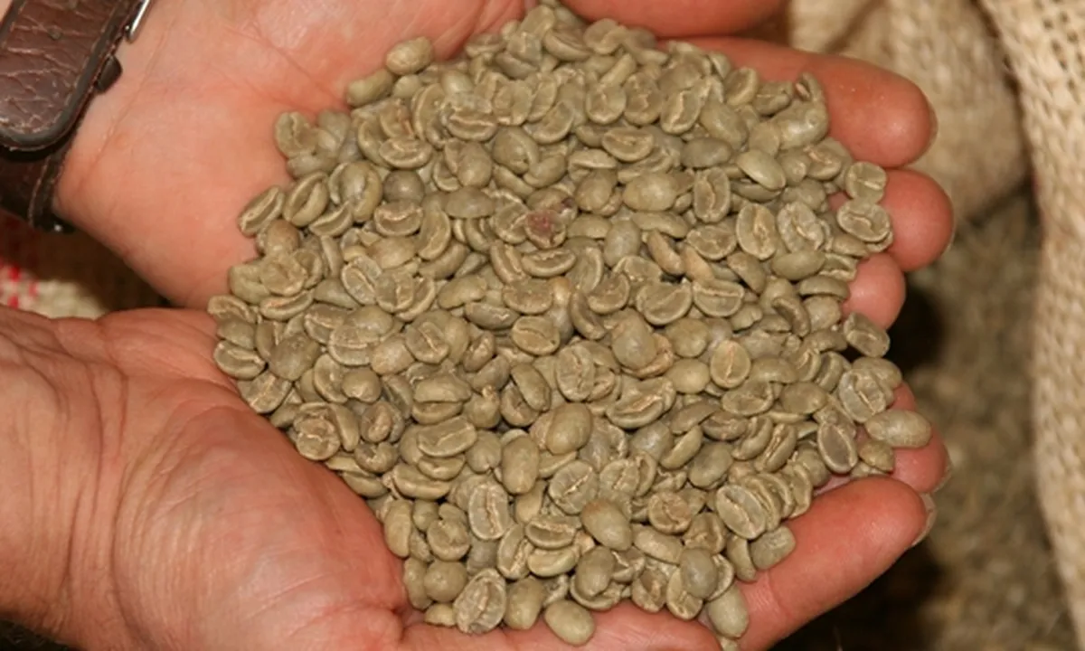 Tak Kalah dengan Kopi Hitam, Ini 7 Manfaat Green Coffee Bean Bagi Kesehatan