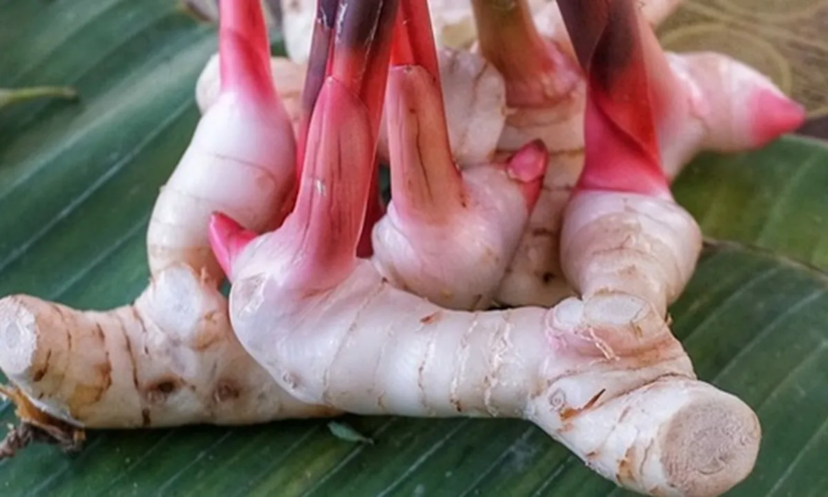 Tak Sekadar Bumbu Dapur, Ini Sederet Manfaat Lengkuas untuk Kesehatan