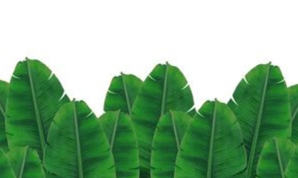 Teknik Rahasia Simpan Daun Pisang Agar Awet dan Tidak Membusuk