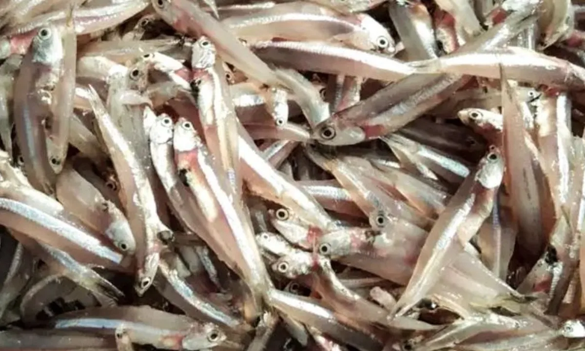 Teknik Sederhana Menggoreng Ikan Teri Agar Rasa Tetap Gurih