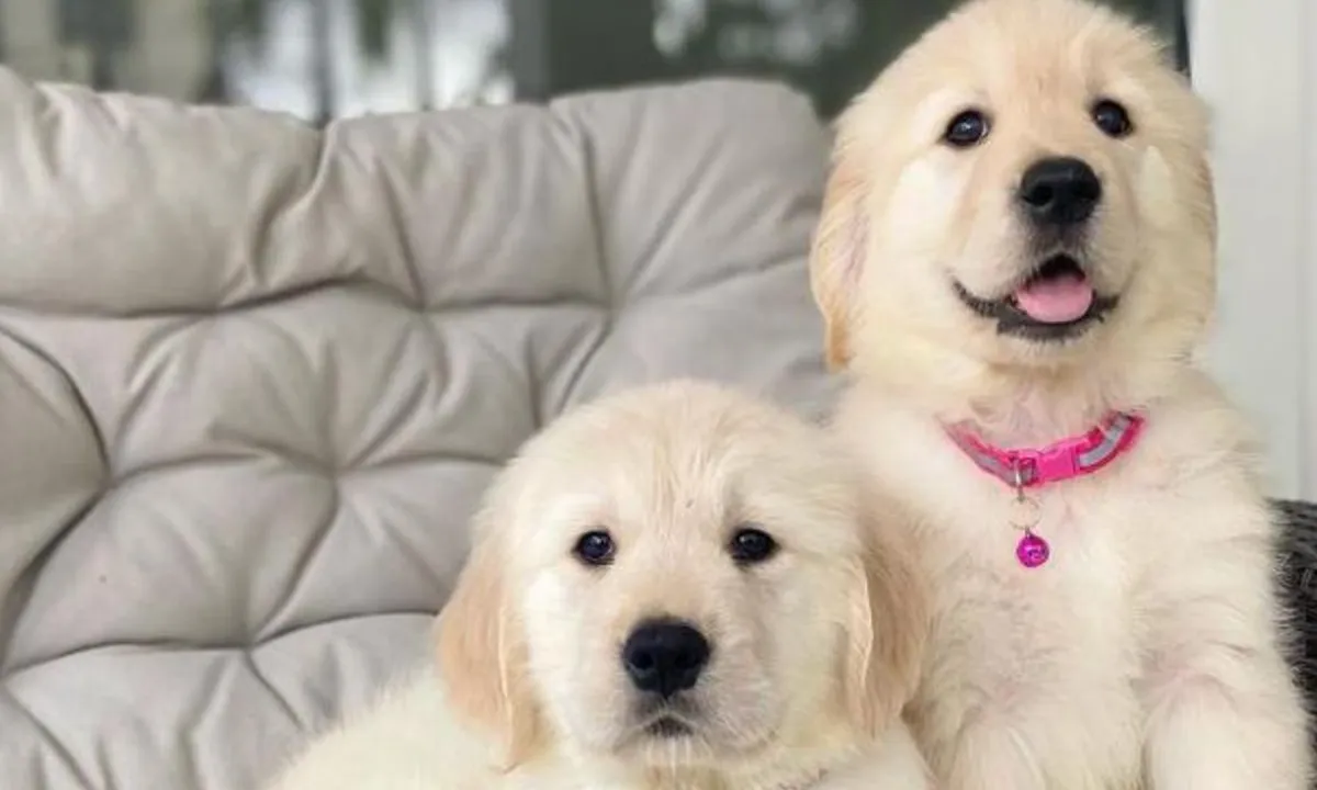 Temukan Karakter Dirimu, 5 Perbedaan Menarik Antara Pecinta Anjing dan Kucing!