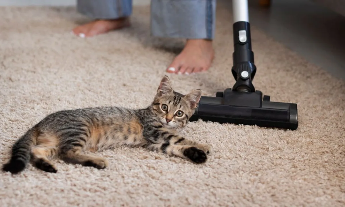 Tips Ampuh dan Cepat Membersihkan Bulu Kucing di Karpet, Anti Gagal
