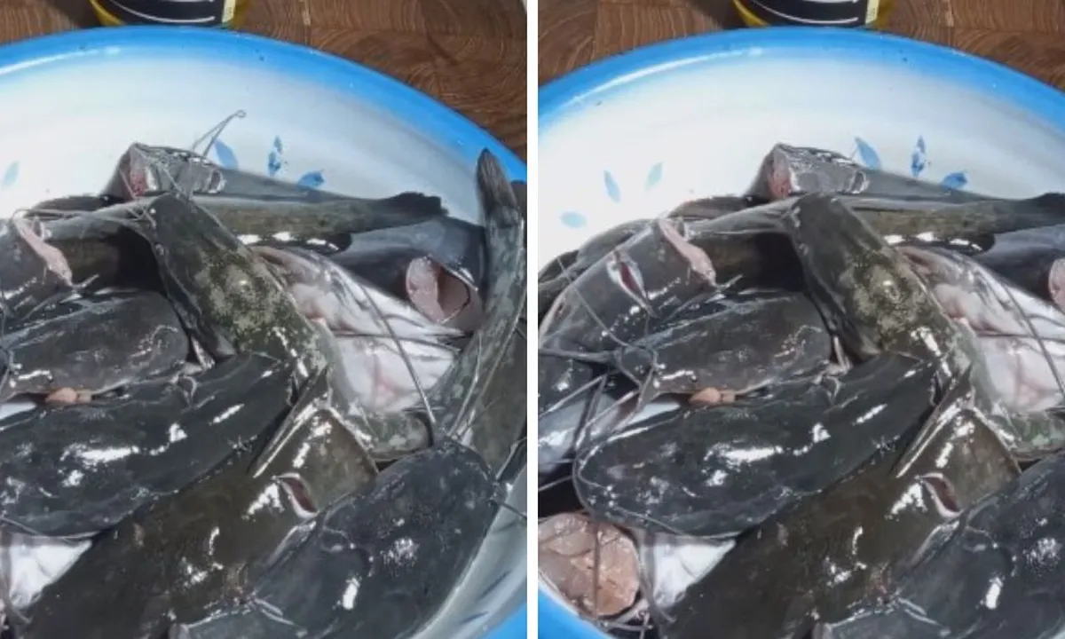 Tips Hilangkan Lendir Ikan Lele dengan Mudah, Hanya Pakai 2 Bahan Dapur