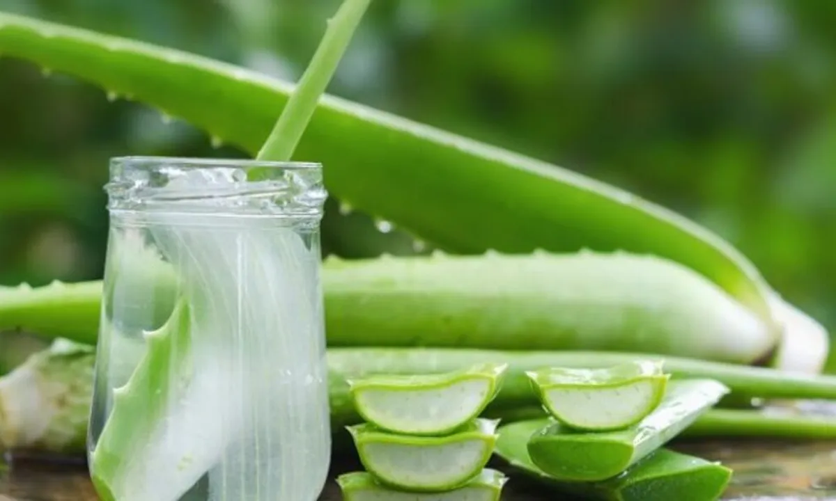 Tips Mengolah Lidah Buaya agar Tidak Gatal dan Aman Dikonsumsi