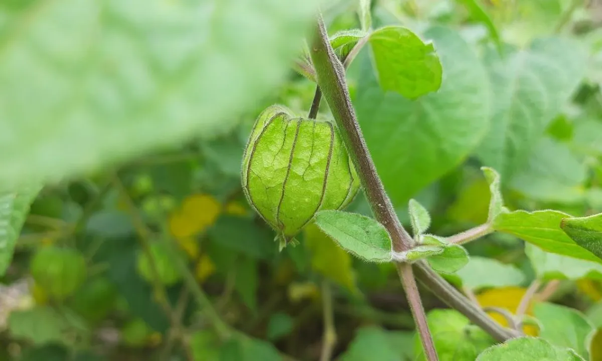 Tips Merebus Daun Ciplukan untuk Diabetes, Tanaman Herbal dengan Beragam Manfaat