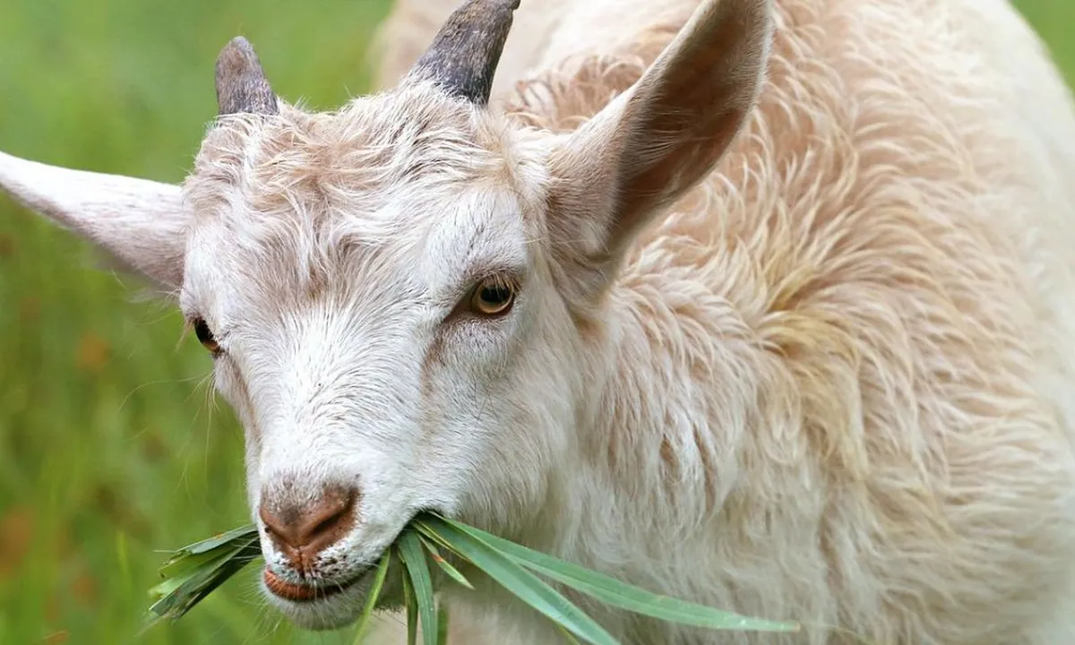 Tips Merebus Kaki Kambing Agar Tidak Bau dan Cepat Empuk, Ikuti Langkah-Langkah Ini