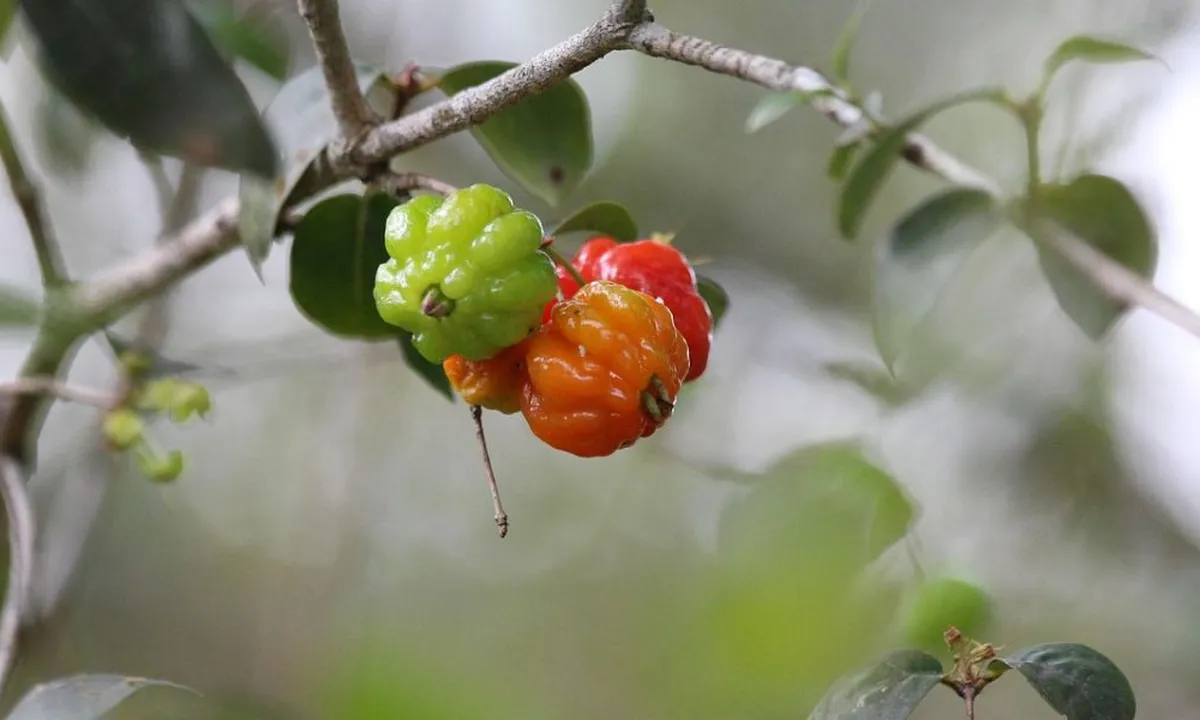 Tips Merebus Tanaman Herbal Daun Dewandaru untuk Darah Tinggi, Punya Banyak Manfaat